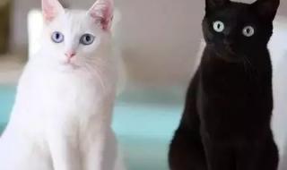 一只白猫和一只黑猫 一只白猫和一只黑猫同时掉进河里,变成什么.脑筋急转弯,求答案